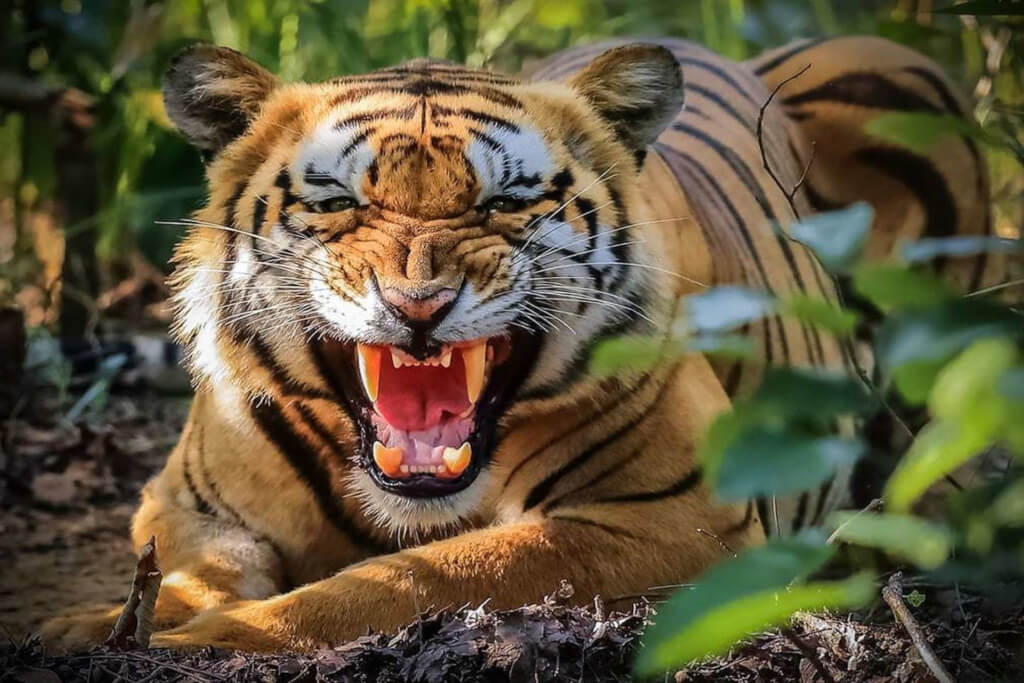 Rara lake Bardia Tour | Queen of lake Rara and Bardia National Park Tour