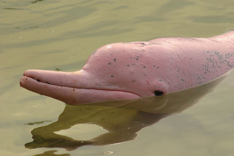 Dolphin Watching in Nepal,river dolphin